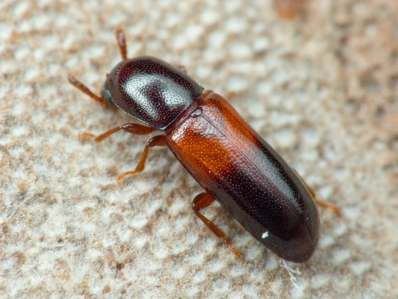 Corticeus fasciatus (Fabricius, 1790)